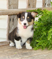 Corgi Aussie Mix