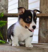 Corgi Aussie Mix