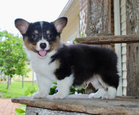 Corgi Aussie Mix