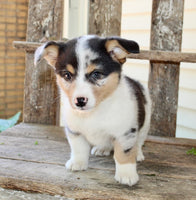 Corgi Aussie Mix