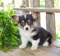 Corgi Aussie Mix