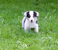 Corgi Aussie Mix