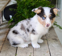 Corgi Aussie Mix