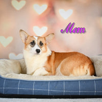 Sophie Female Corgipoo $499