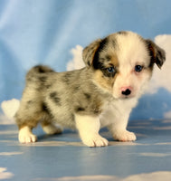 Corgi 
