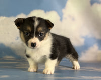 Corgi 
