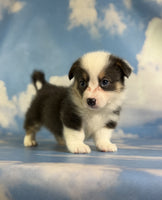 Corgi 