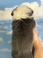 Corgi 