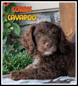 Cavapoo