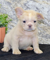 Carla Female AKC French Bulldog $1500