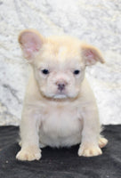 Carla Female AKC French Bulldog $1500