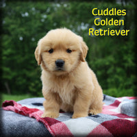 Cuddles Male AKC Golden Retriever $1350