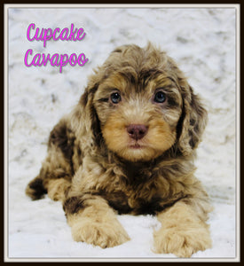 Cavapoo