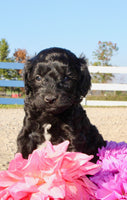 Gibbs Male Cavapoo $950