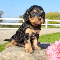 Frankie Male Cavapoo $1350