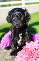 Gibbs Male Cavapoo $950