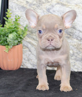 Amber Female AKC French Bulldog $1350