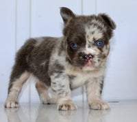 Dakota Male AKC Fluffy French Bulldog $2950
