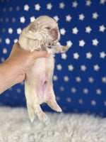 Jelly Male AKC Pekingese $3625