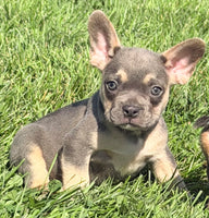 Frankie Male AKC French Bulldog $1450