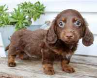 Carter Male AKC Mini Dachshund $1450