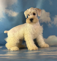 Pongo Male Schnoodle $1375