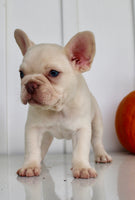 Hendricks AKC Male French Bulldog $1450