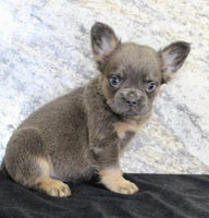 Crystal Female AKC French Bulldog $1400