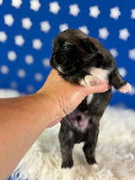 Pork chop Male AKC Pekingese $3625