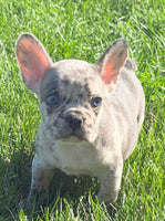 Birdie Female AKC French Bulldog $1500