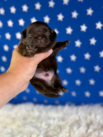 Joco Chocolate Male AKC Pekingese $3625