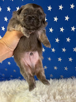 Blue boy Male AKC Pekingese $3625