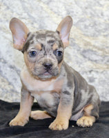 Kelly Female AKC French Bulldog $1450