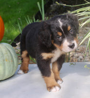 Lucy Female AKC Bernese Mountain Dog $1800