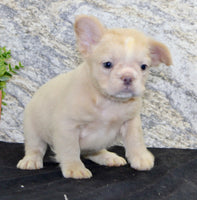 Carla Female AKC French Bulldog $1500
