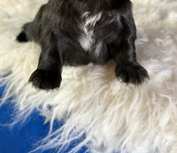 Jet Male AKC Pekingese $3625
