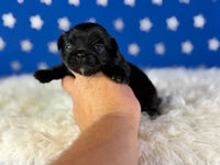Pretzel Male AKC Pekingese $3625
