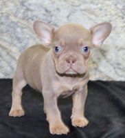 Amber Female AKC French Bulldog $1350