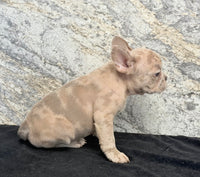 Ava Female AKC French Bulldog $1350