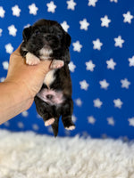 Pickles Male AKC Pekingese $3625
