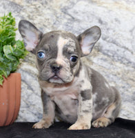 Maggie Female AKC French Bulldog $1500