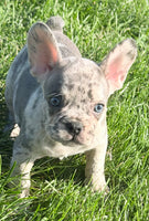 Birdie Female AKC French Bulldog $1500