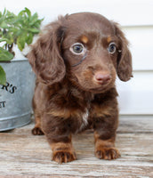 Carter Male AKC Mini Dachshund $1450