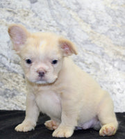 Carla Female AKC French Bulldog $1500