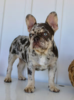 Dillon Male AKC French Bulldog $1650