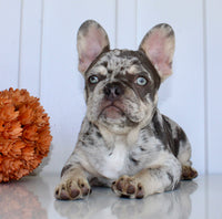 Dillon Male AKC French Bulldog $1650