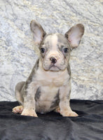 Dallas AKC Male French Bulldog $1450