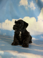 Panther Male Schnoodle $1375