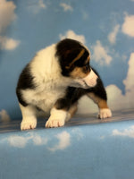 Delilah Female ACA Corgi $1360