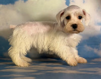 Pearl Female Schnoodle $1375